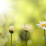 growth of a daisy is a metaphor for emotional maturation.