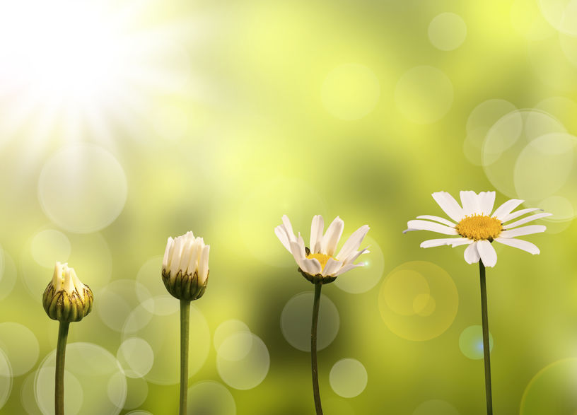 Stages of growth of a daisy are a metaphor for emotional maturation