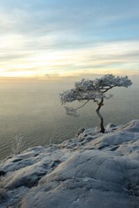 resilience of a tree