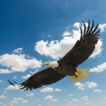 parable of the eagle