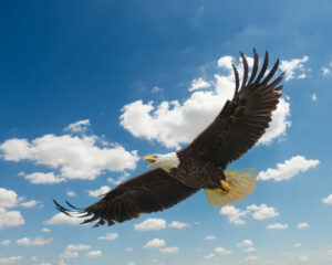 parable of the eagle