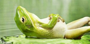 frog in state of deep relaxation