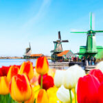 windmills and tulips invite us to Holland.