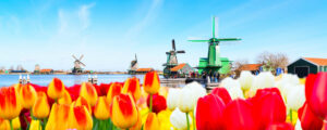 Holland with tulips and windmills in traditional village