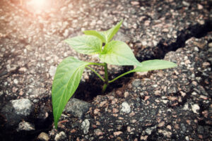 green plant growing in crack of asphalt