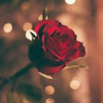 a rose as a symbol of romance