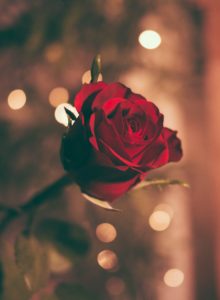 a rose as a symbol of romance