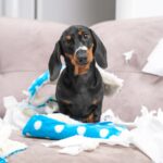 easy to blame the dog