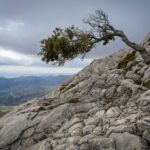 a resilient tree growing in rock against the wind