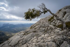 a resilient tree growing in rock against the wind